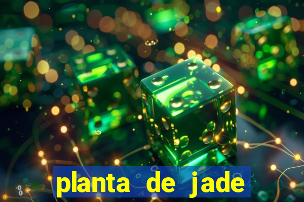 planta de jade significado espiritual